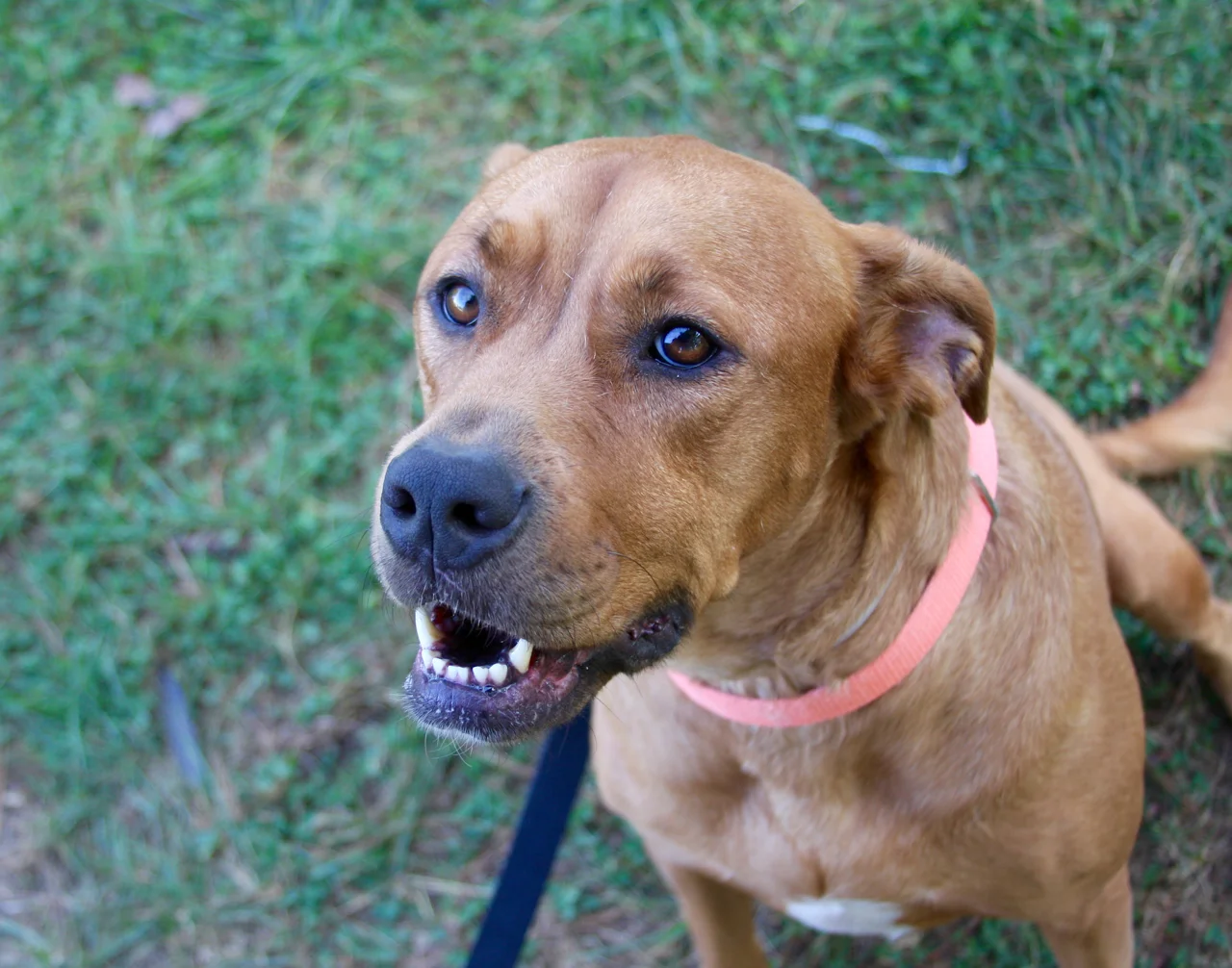 Pitbull Awareness Month — Lehigh Valley Humane Society